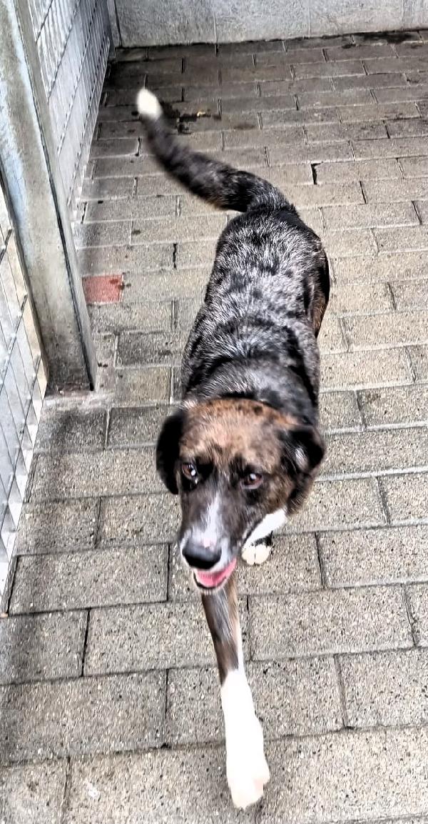 CASPER DOLCISSIMO CERCA CASA Foto 5